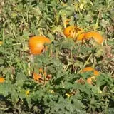 Roga Pumpkin Patch photo