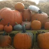 Roga Pumpkin Patch photo