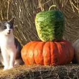 Roga Pumpkin Patch photo