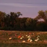 Roga Pumpkin Patch photo