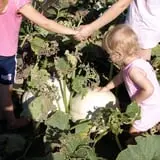 Roga Pumpkin Patch photo
