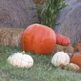 Roga Pumpkin Patch photo