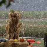 Roga Pumpkin Patch photo