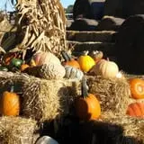 Roga Pumpkin Patch photo