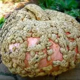Roga Pumpkin Patch photo