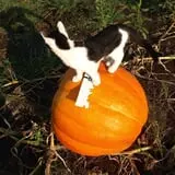 Roga Pumpkin Patch photo