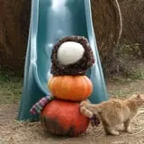 Roga Pumpkin Patch photo