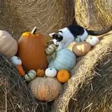 Roga Pumpkin Patch photo