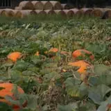 Roga Pumpkin Patch photo
