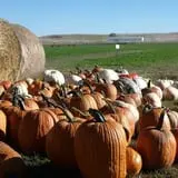 Roga Pumpkin Patch photo