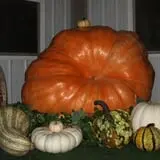 Roga Pumpkin Patch photo