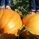 Roga Pumpkin Patch photo