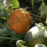 Roga Pumpkin Patch photo