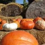 Roga Pumpkin Patch photo