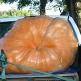 Roga Pumpkin Patch photo