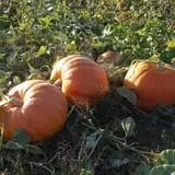 Roga Pumpkin Patch photo