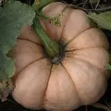 Roga Pumpkin Patch photo