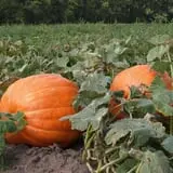 Roga Pumpkin Patch photo