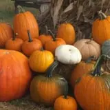 Roga Pumpkin Patch photo