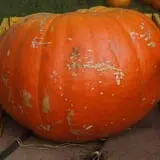 Roga Pumpkin Patch photo