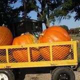 Roga Pumpkin Patch photo