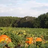 Roga Pumpkin Patch photo