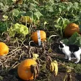 Roga Pumpkin Patch photo