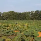 Roga Pumpkin Patch photo