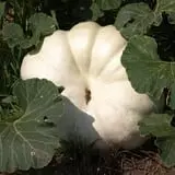 Roga Pumpkin Patch photo
