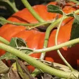 Roga Pumpkin Patch photo