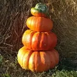 Roga Pumpkin Patch photo