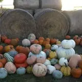 Roga Pumpkin Patch photo
