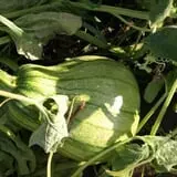 Roga Pumpkin Patch photo