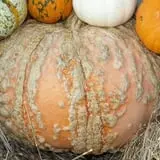 Roga Pumpkin Patch photo