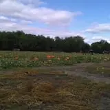 Roga Pumpkin Patch photo