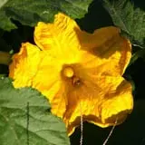 Roga Pumpkin Patch photo