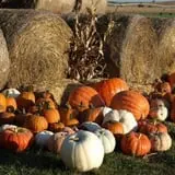 Roga Pumpkin Patch photo
