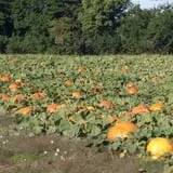 Roga Pumpkin Patch photo