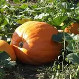 Roga Pumpkin Patch photo