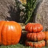 Roga Pumpkin Patch photo