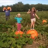 Roga Pumpkin Patch photo