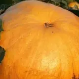Roga Pumpkin Patch photo