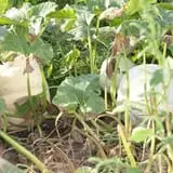 Roga Pumpkin Patch photo