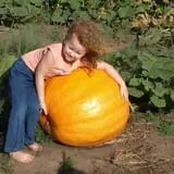 Roga Pumpkin Patch photo