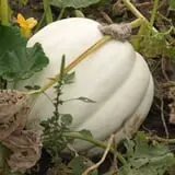 Roga Pumpkin Patch photo