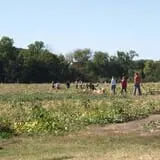Roga Pumpkin Patch photo