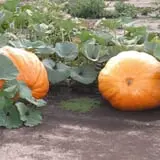 Roga Pumpkin Patch photo