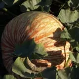 Roga Pumpkin Patch photo