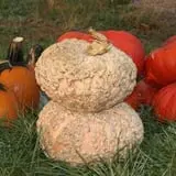 Roga Pumpkin Patch photo
