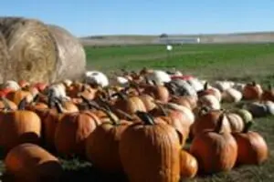 Roga Pumpkin Patch Logo
